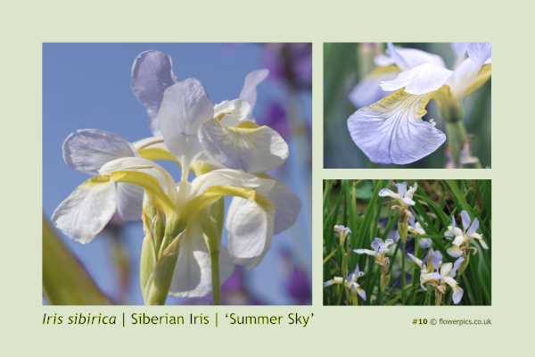 #10 Siberian Iris