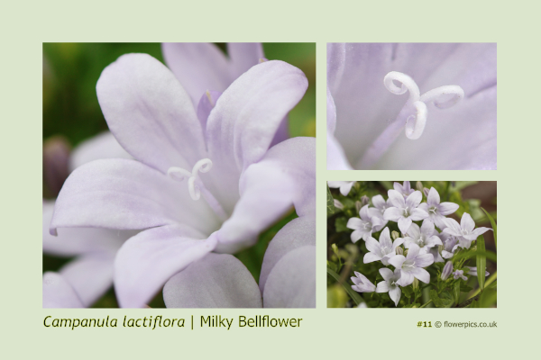 #11 Milky Bellflower