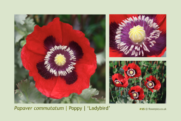 #15 Ladybird Poppy