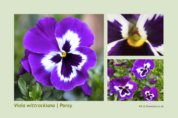 #2 Pansy