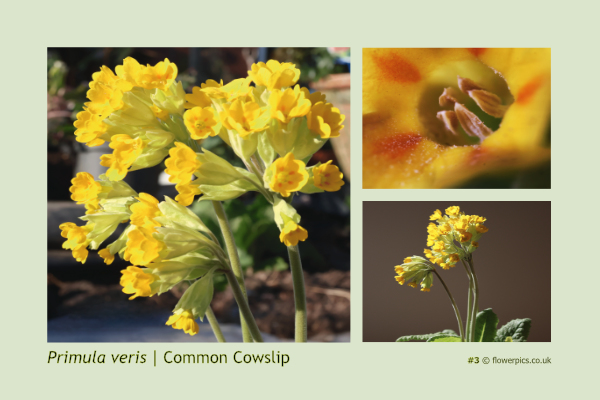 #3 Common Cowslip