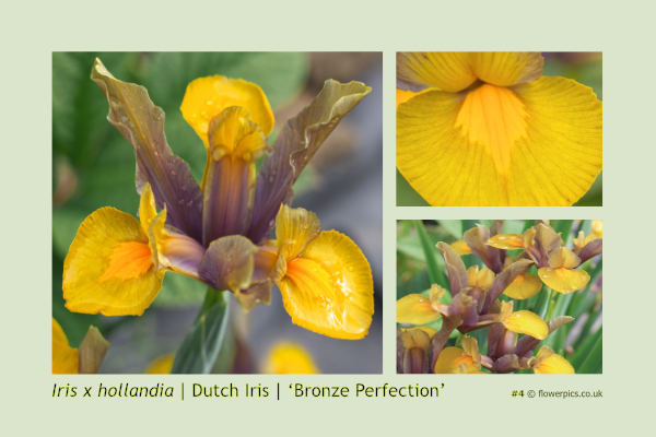 #4 Dutch Iris