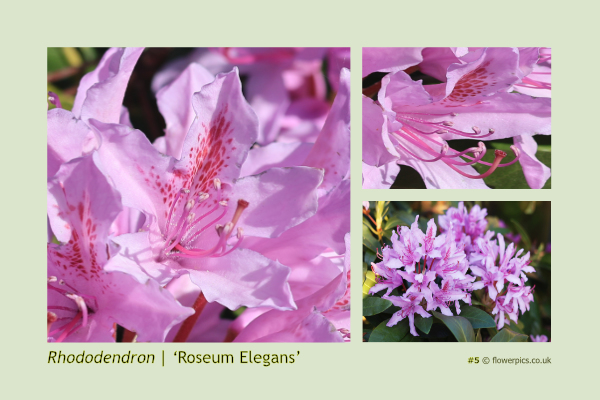 #5 Rhododendron