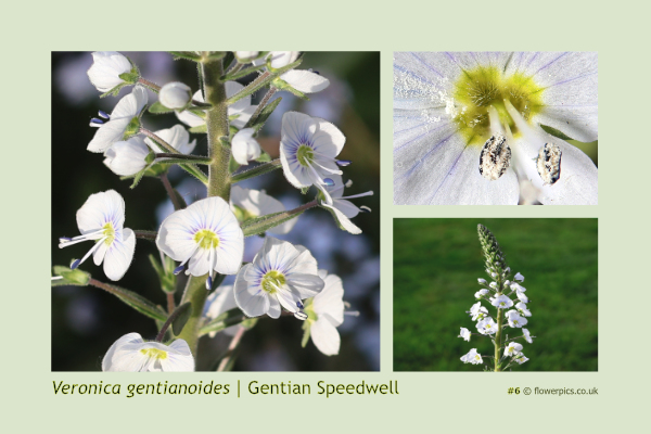 #6 Gentian Speedwell