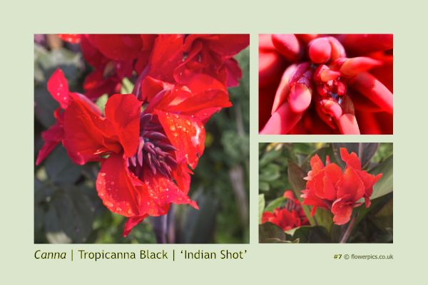 #7 Canna
