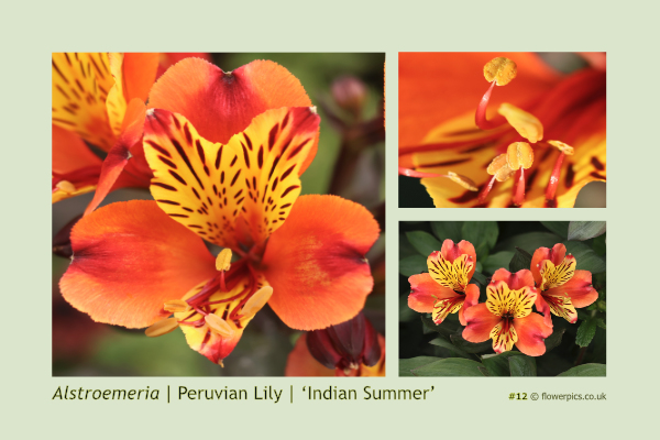 #12 Peruvian Lily