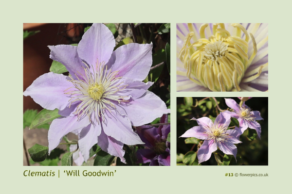 #13 Clematis