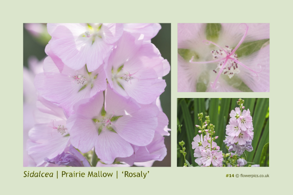 #14 Prairie Mallow