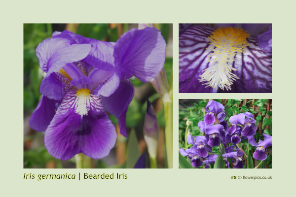 #8 Bearded Iris